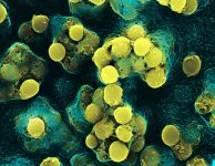 Bacteria on Cellphone glass
